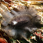 Scutus unguis